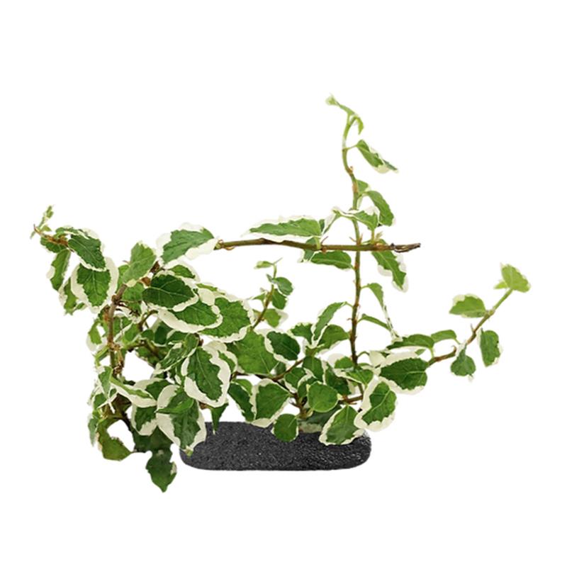 Planta cataratoare WIO Fig 'Belle Sunny' - imagine 3